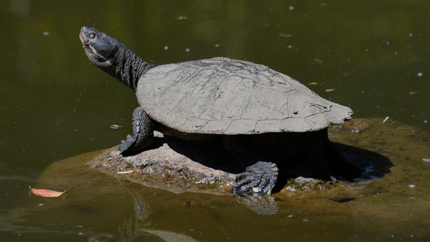 "We don't want to wait until we're missing one whole full generation of animals."