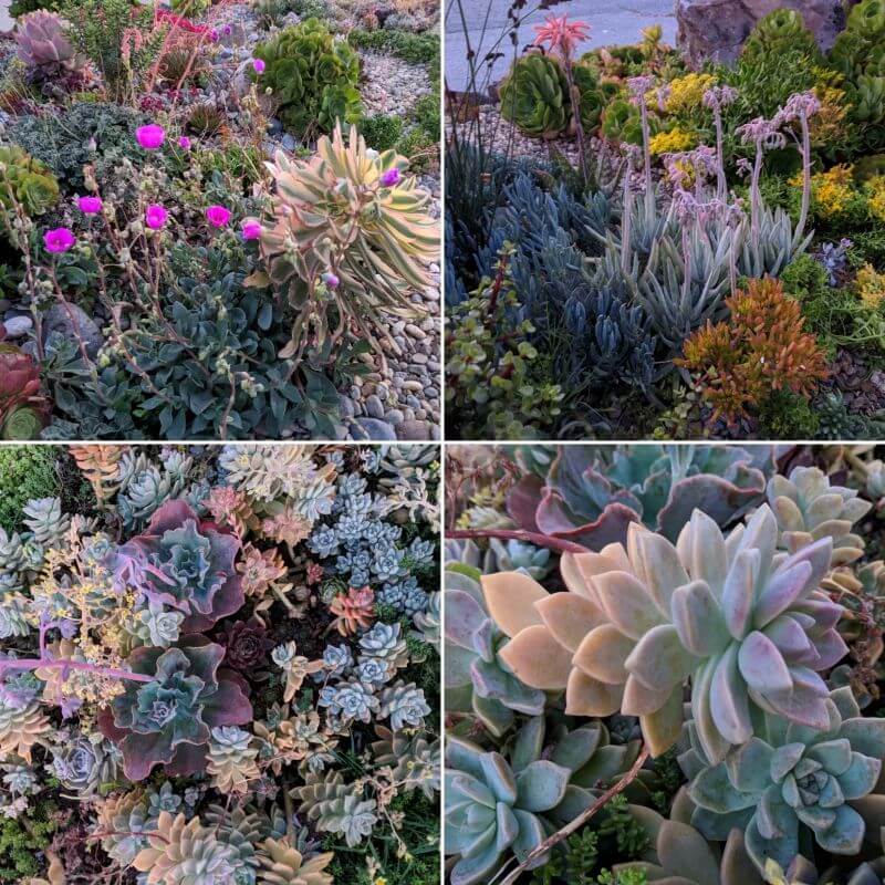 "It's the sort of display that should be featured in a gardening magazine."