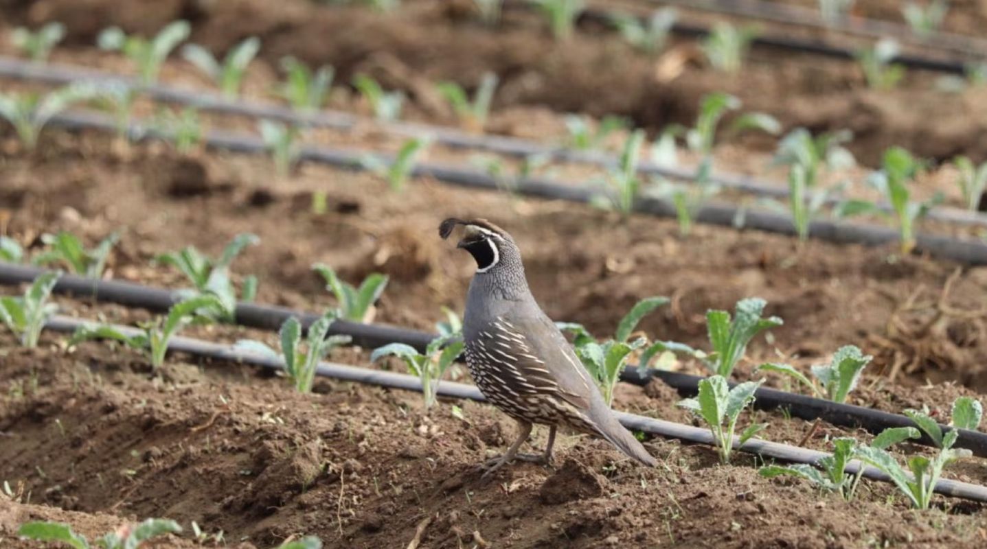 This finding is a big deal for farmers, who often lose crops because of overly cautious food safety rules.