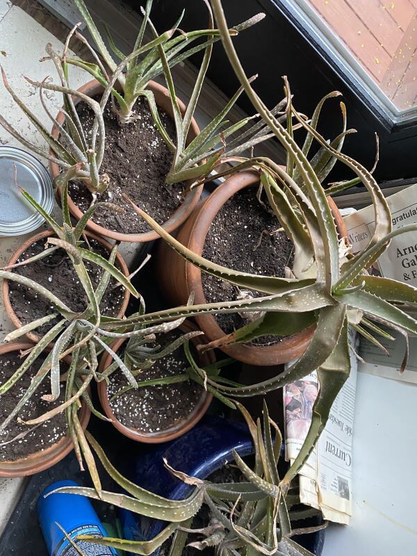 "My plants aren't doing so well and I'm not sure what's wrong with them."
