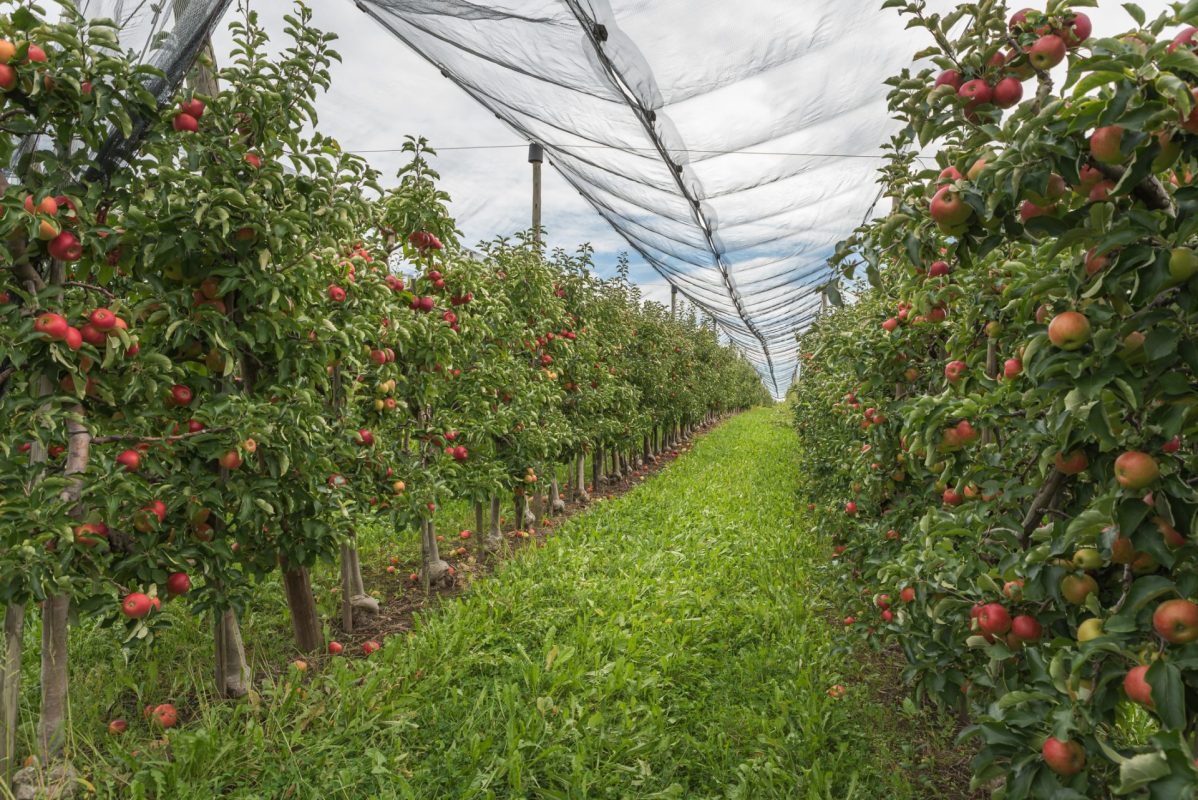 Warmer temperatures are having devastating impacts on crop production globally.