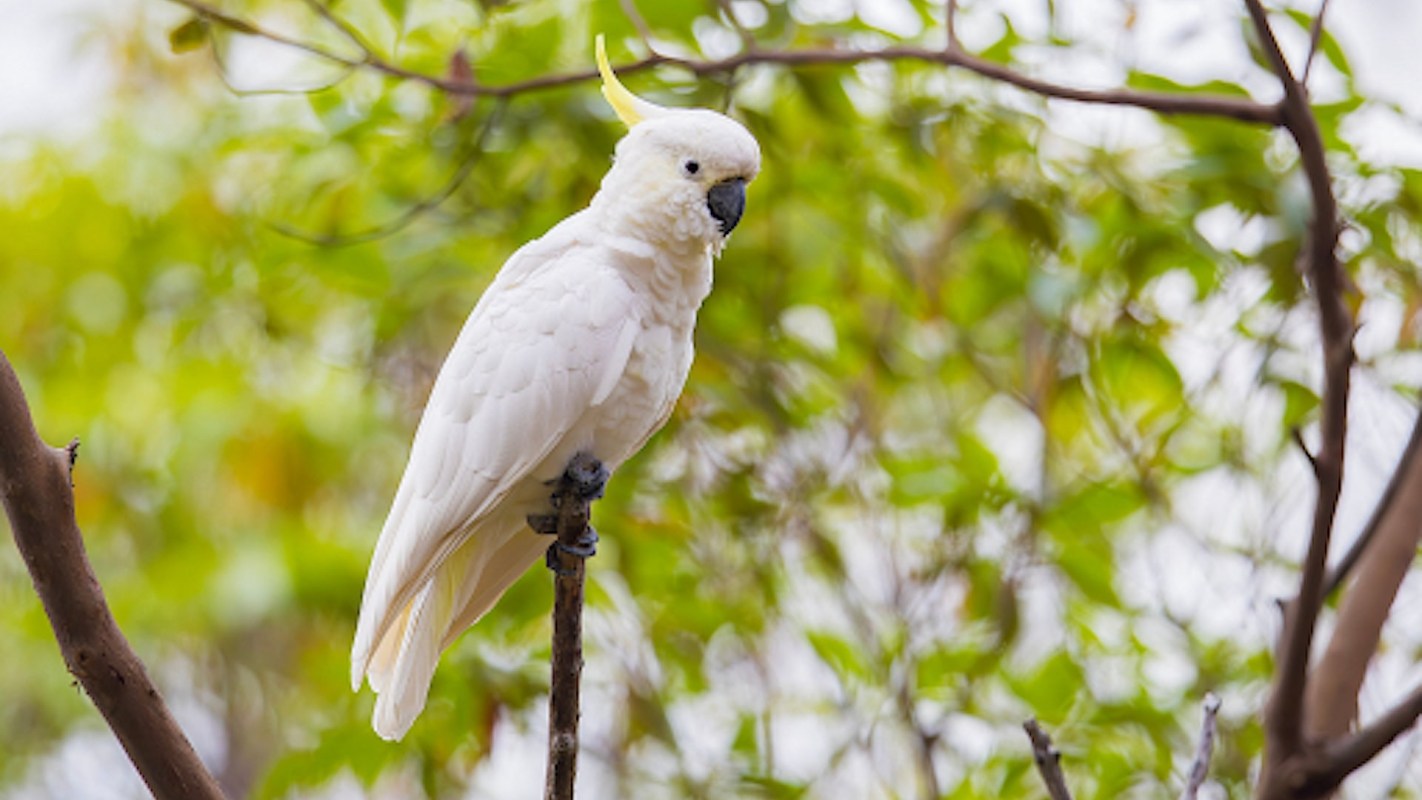 “Until now, no whole-genome research had been conducted on either species."