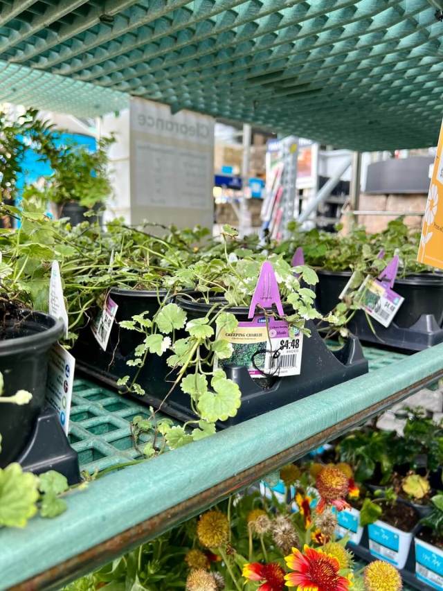 "One more reason to shop at small, local garden centers that care about selling native plants."
