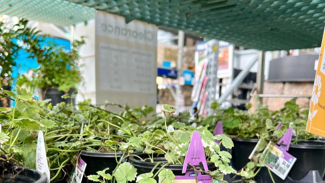 "One more reason to shop at small, local garden centers that care about selling native plants."