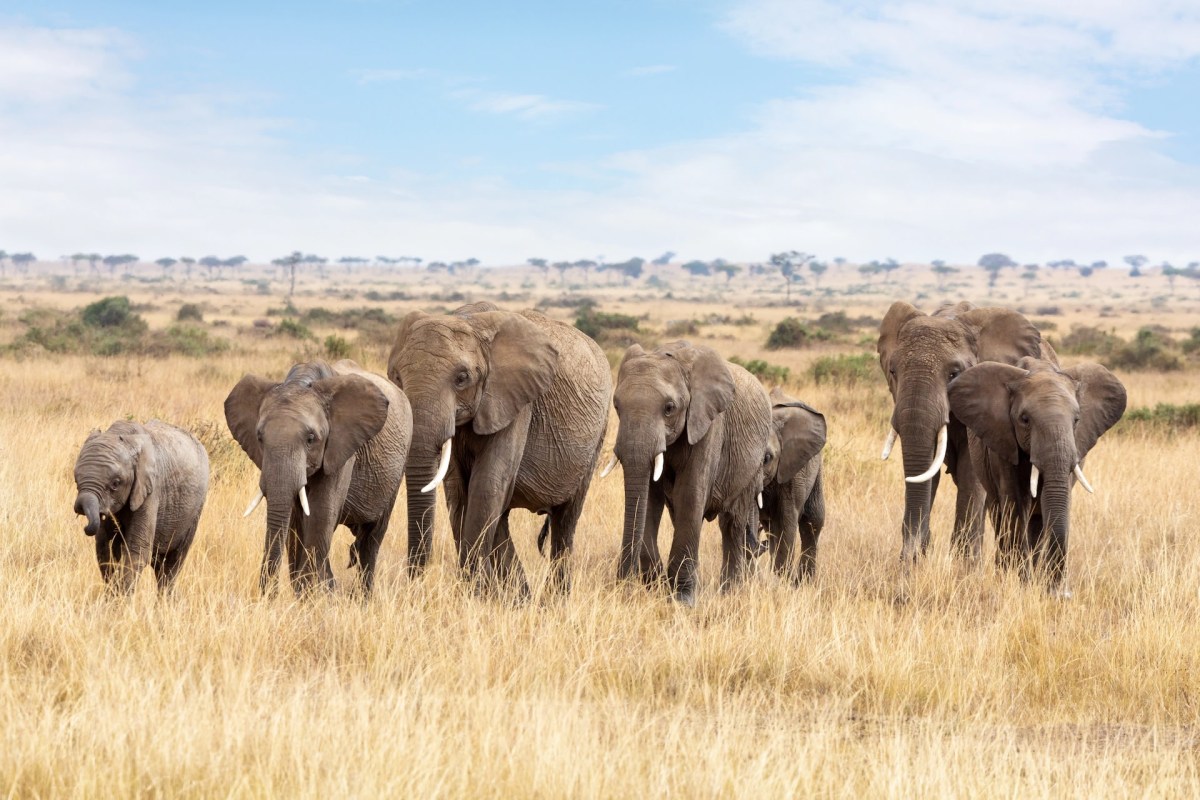"It’s a significant problem, but a simple solution involving bees may help keep elephants and humans safe."