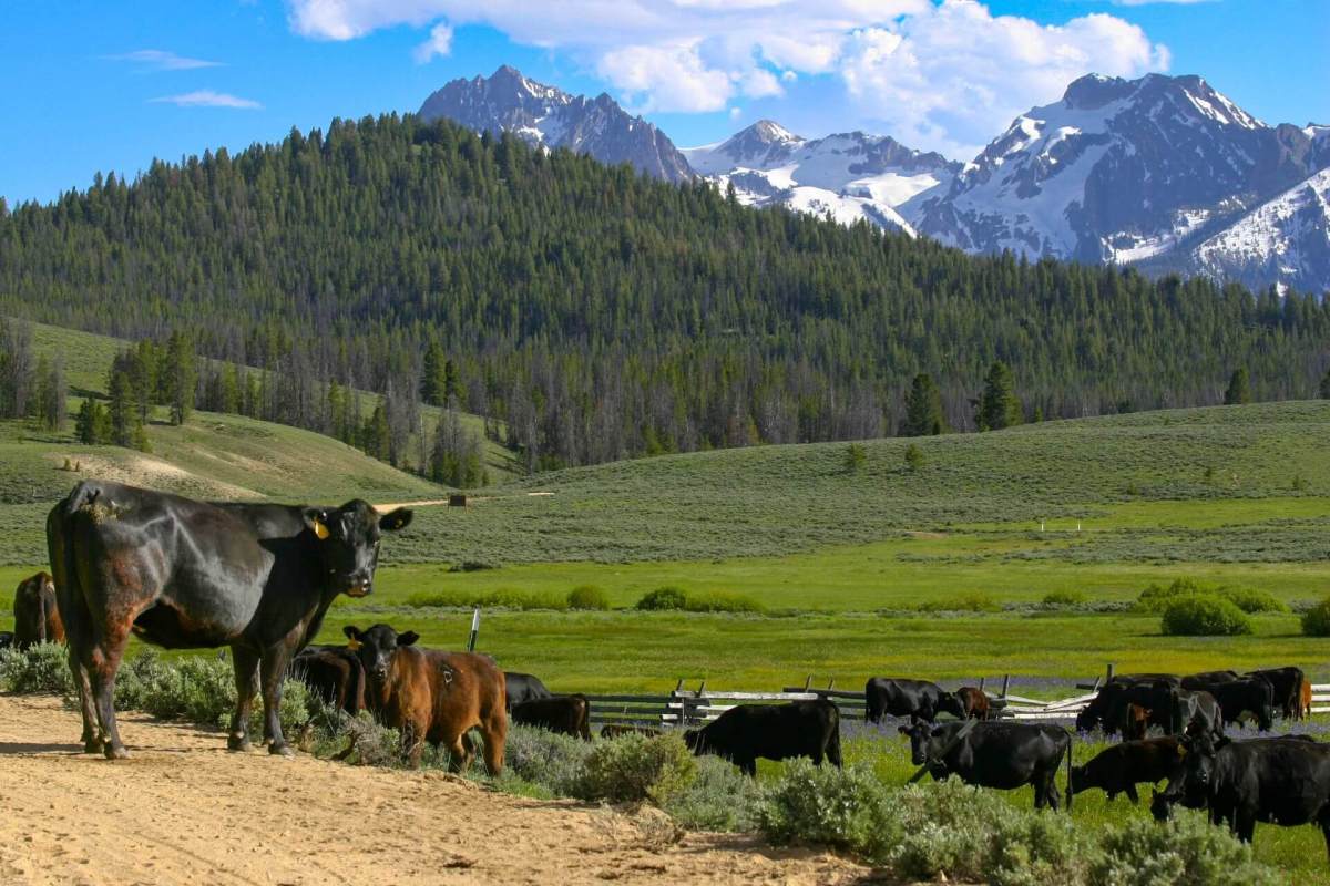 Any change in grizzly protections would require an explicit exemption from the Endangered Species Act.