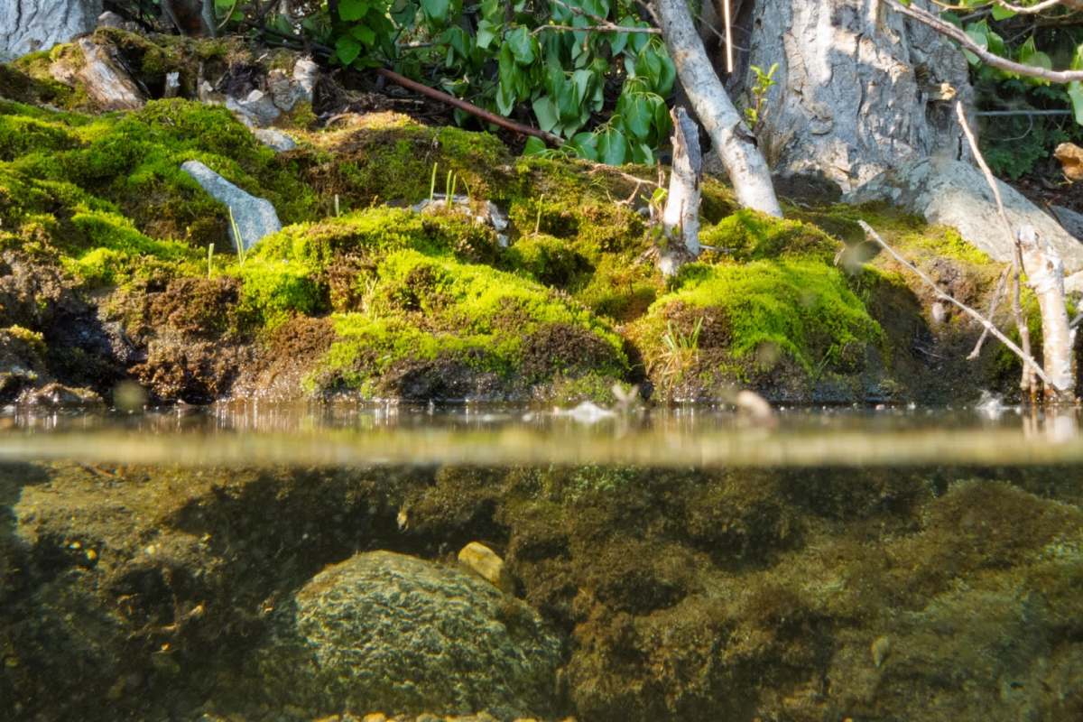 This is the first time scientists have assessed global threats to freshwater animals