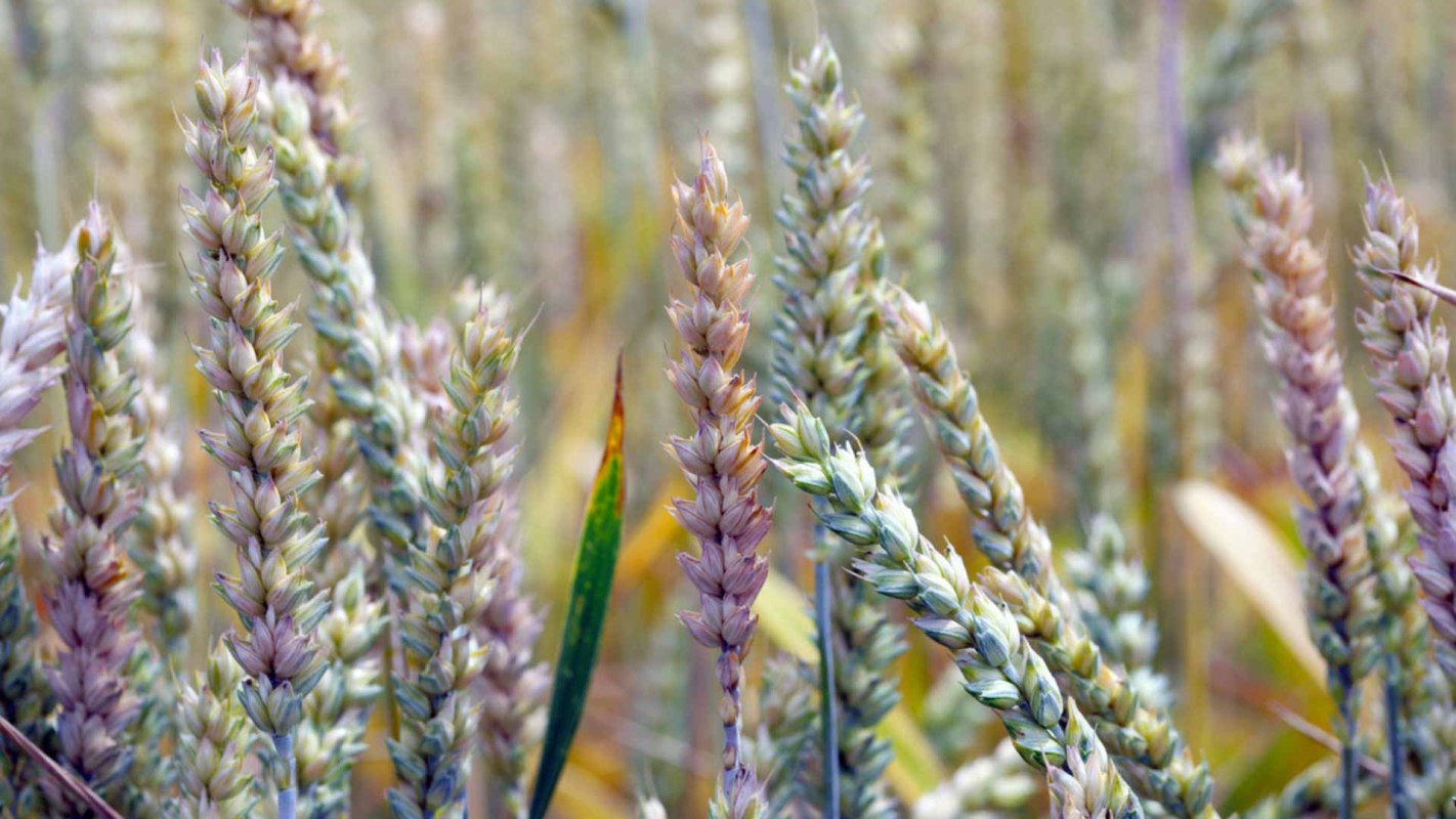"This study ... demonstrates ... potential to revolutionize crop protection with minimal ecological impact."