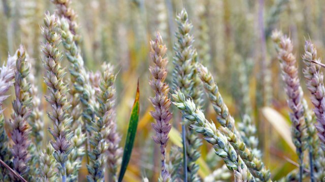 "This study ... demonstrates ... potential to revolutionize crop protection with minimal ecological impact."