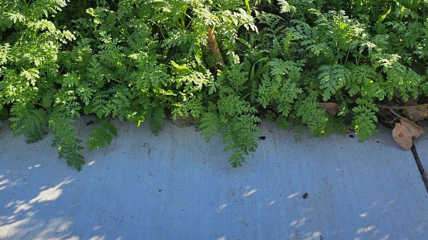 They shared a photo of an overgrown and weed-ridden space.