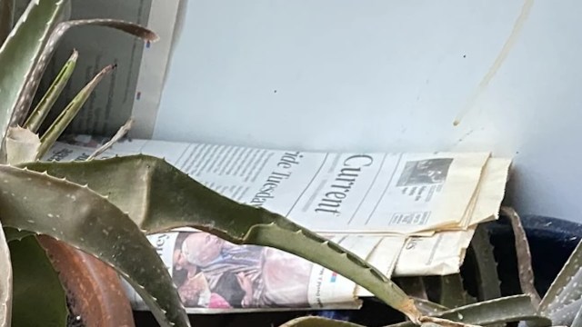 "My plants aren’t doing so well and I’m not sure what’s wrong with them."