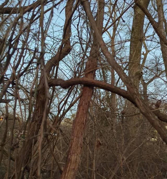 It is all around the back boundary of the property.