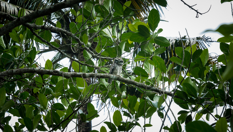 That sighting marked the first time that the animal had been seen in over 100 years.