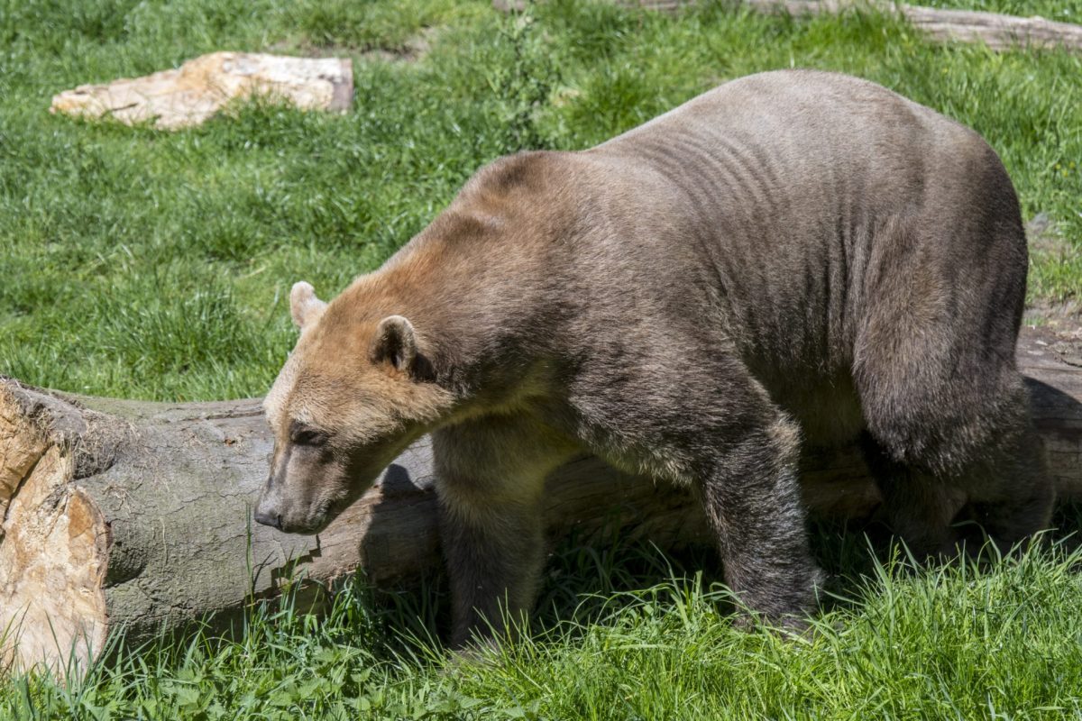It’s a stark reminder of how climate change is reshaping entire ecosystems.