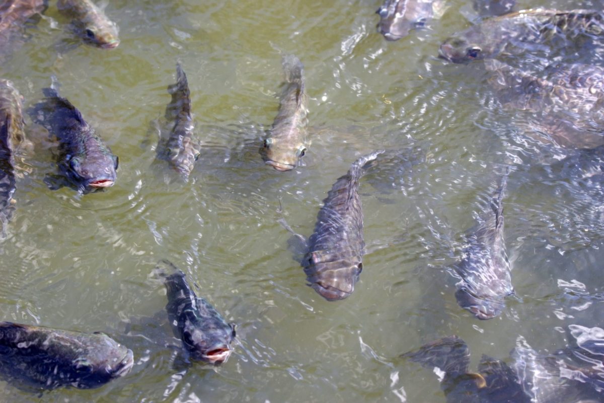 They can be aggressive toward native species and damage ecosystems.