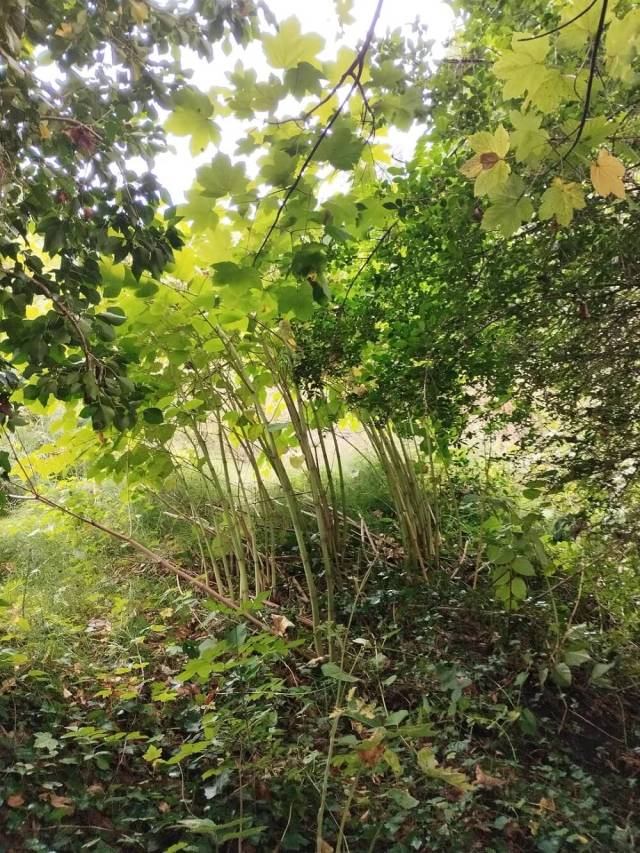 Tending to the small spot now can help prevent more extensive spread.