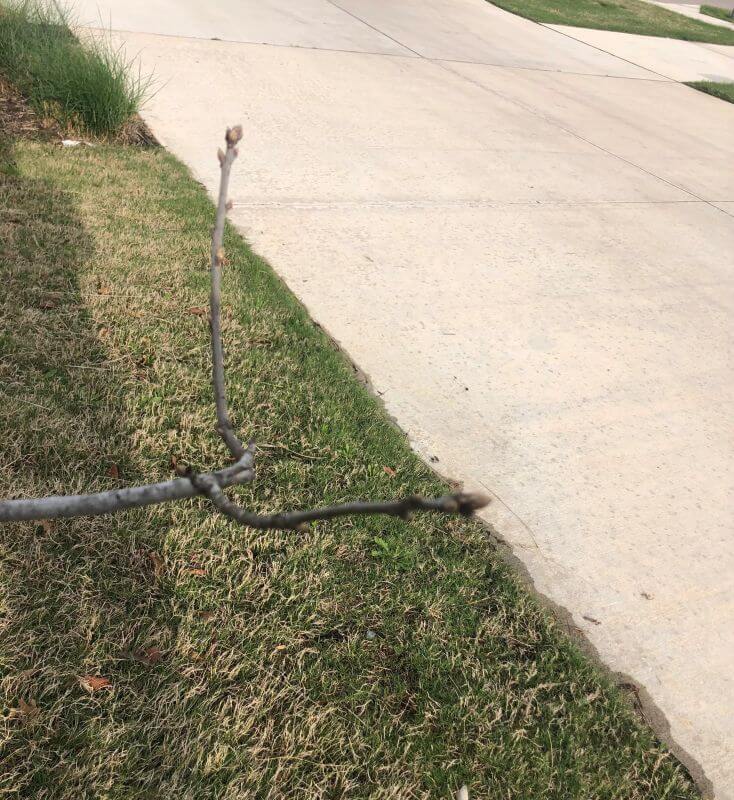 "HOA told me it's dead and I need to remove it."