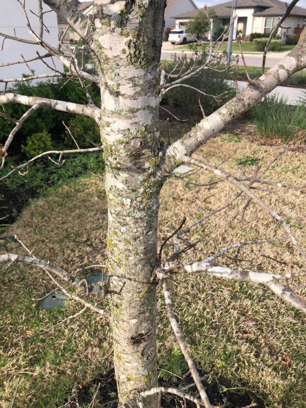 "HOA told me it's dead and I need to remove it."