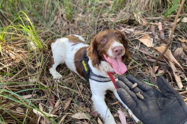 This time, dogs' noses could help save a species.