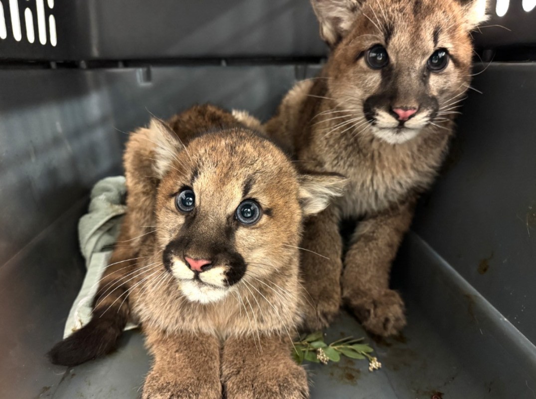 The cubs — named Fern, Thistle, Spruce — are just 3 months old.