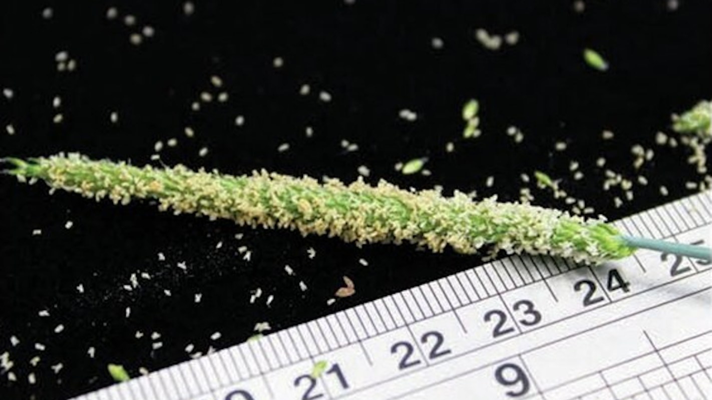 Both of these agricultural invaders have evolved to become more resistant to herbicides.