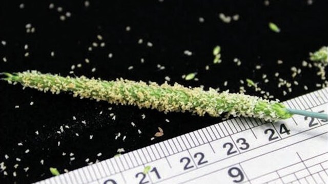 Both of these agricultural invaders have evolved to become more resistant to herbicides.