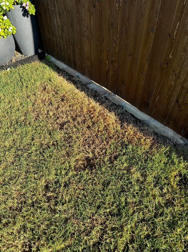 This mystery struck a chord with homeowners familiar with frustrating yard issues.