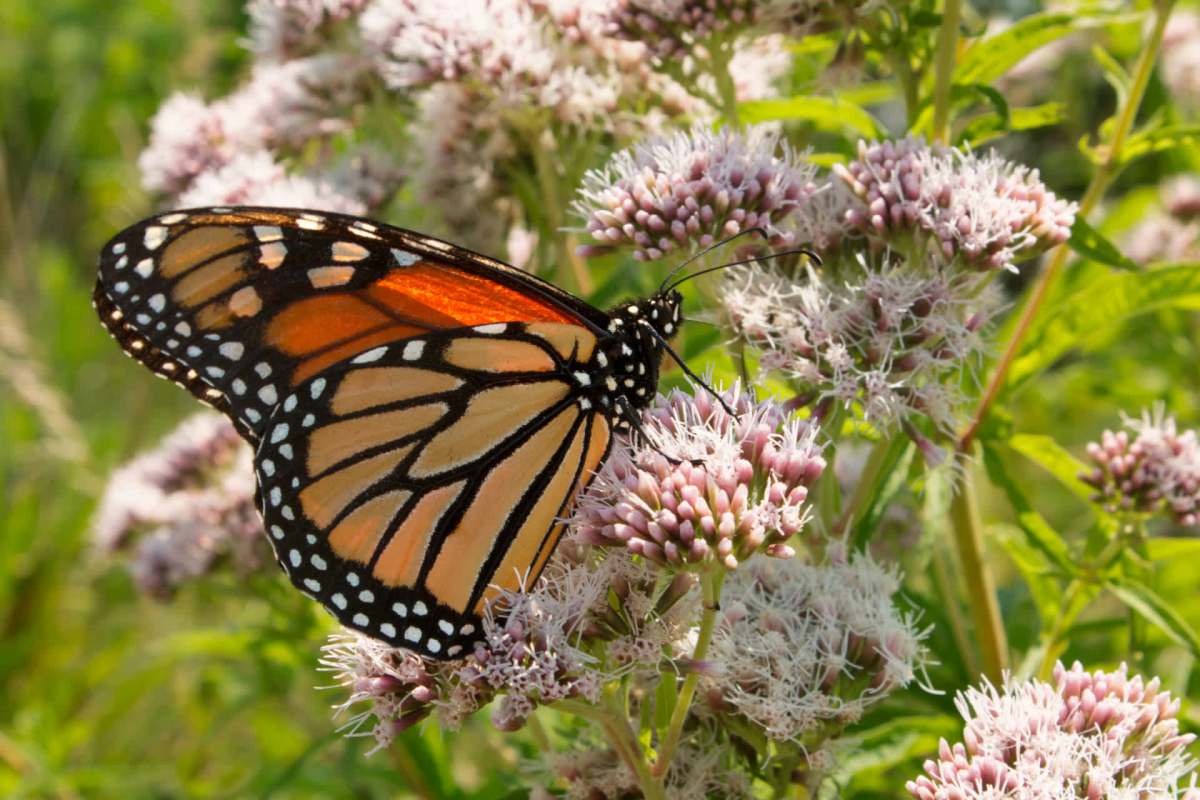 "We had so many bees and butterflies."