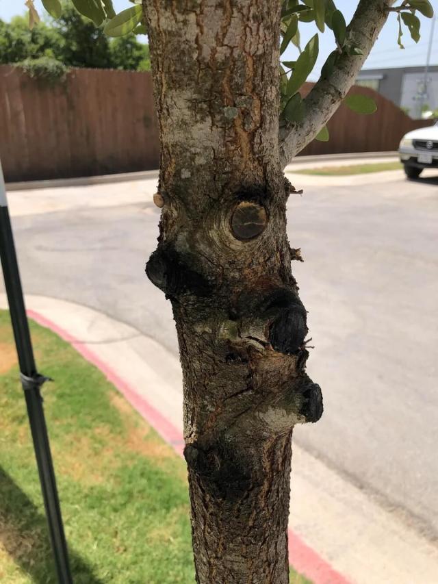 "Don't let whoever did this near your trees again."