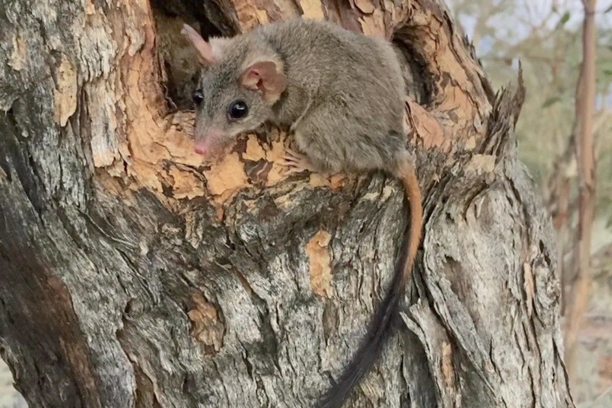 A combination of habitat loss and an abundance of predators like foxes and cats led to the marsupials’ near extinction.