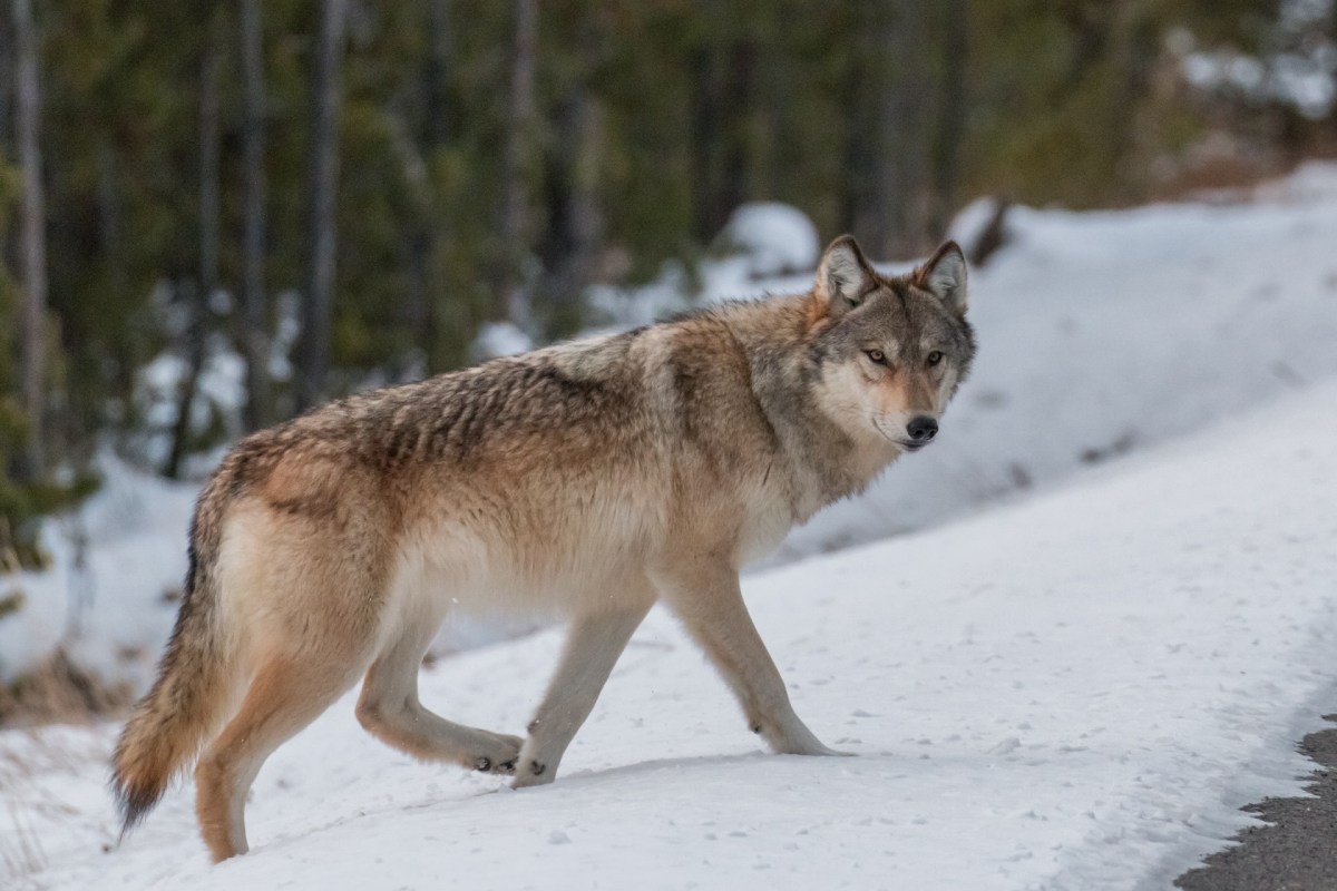 "Don't shoot, poison or trap these wolves."