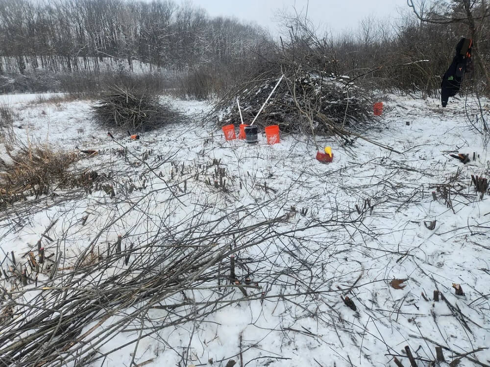 "This is a large stand of buckthorn that is on fen that is habitat for massasauga rattlesnake."
