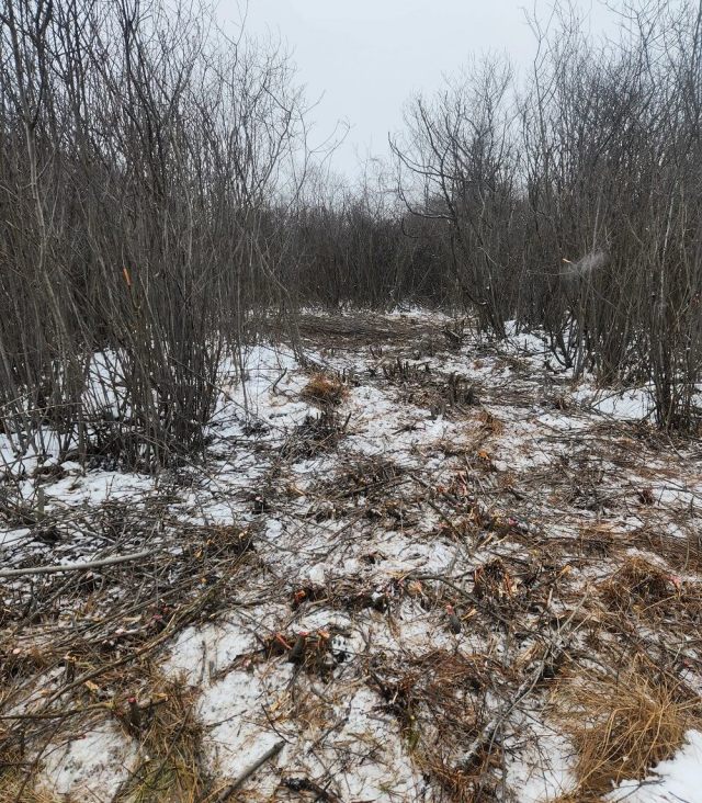 "This is a large stand of buckthorn that is on fen that is habitat for massasauga rattlesnake."