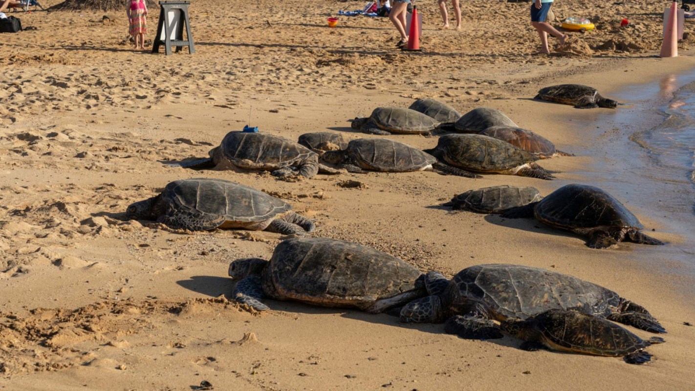 "They look amazing, I know, but they are protected animals."