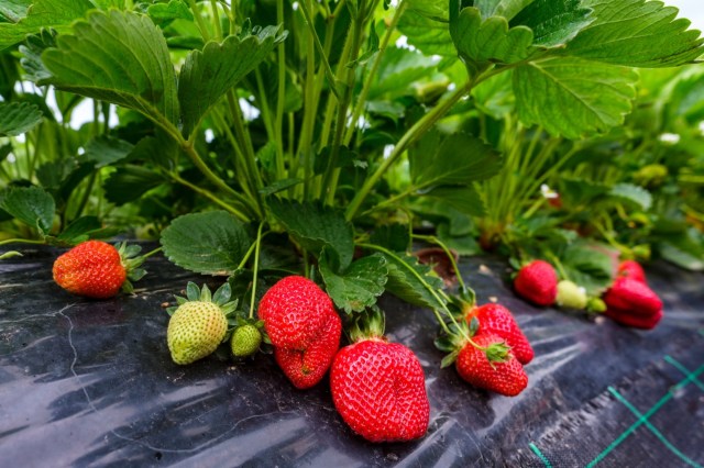 Farmers in the Sunshine State have been on edge.