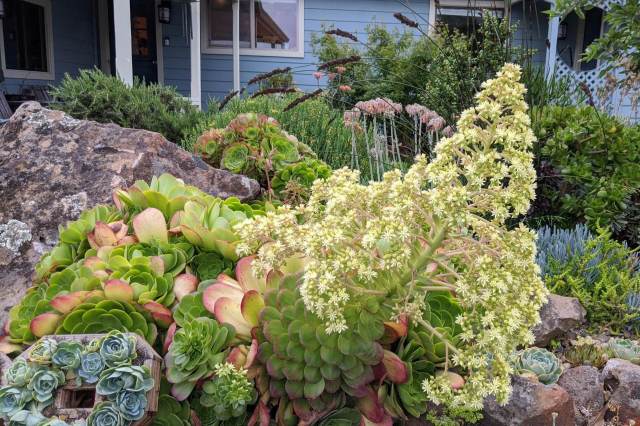 "It's the sort of display that should be featured in a gardening magazine."