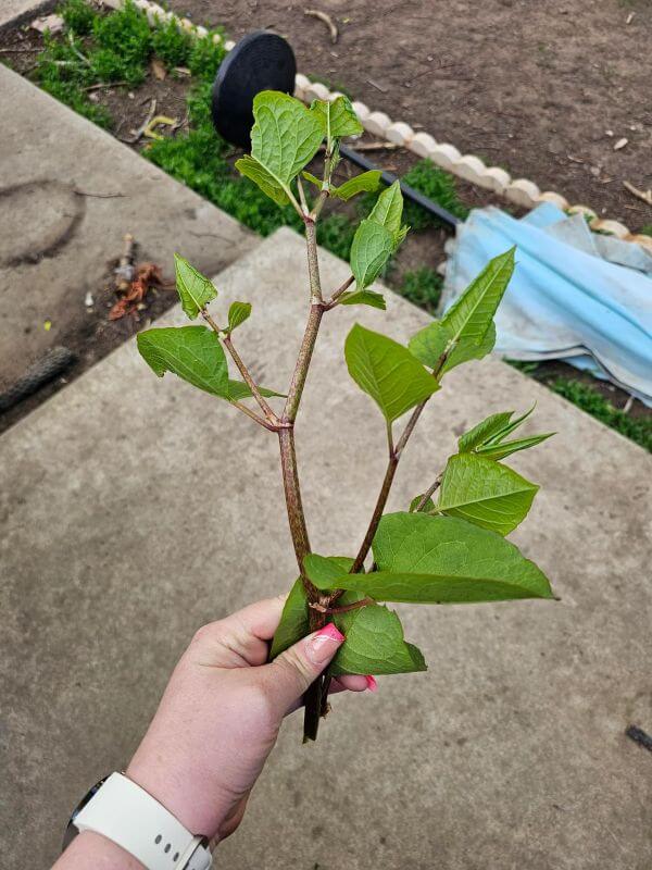"Over a couple of years, the growth got visibly weaker."