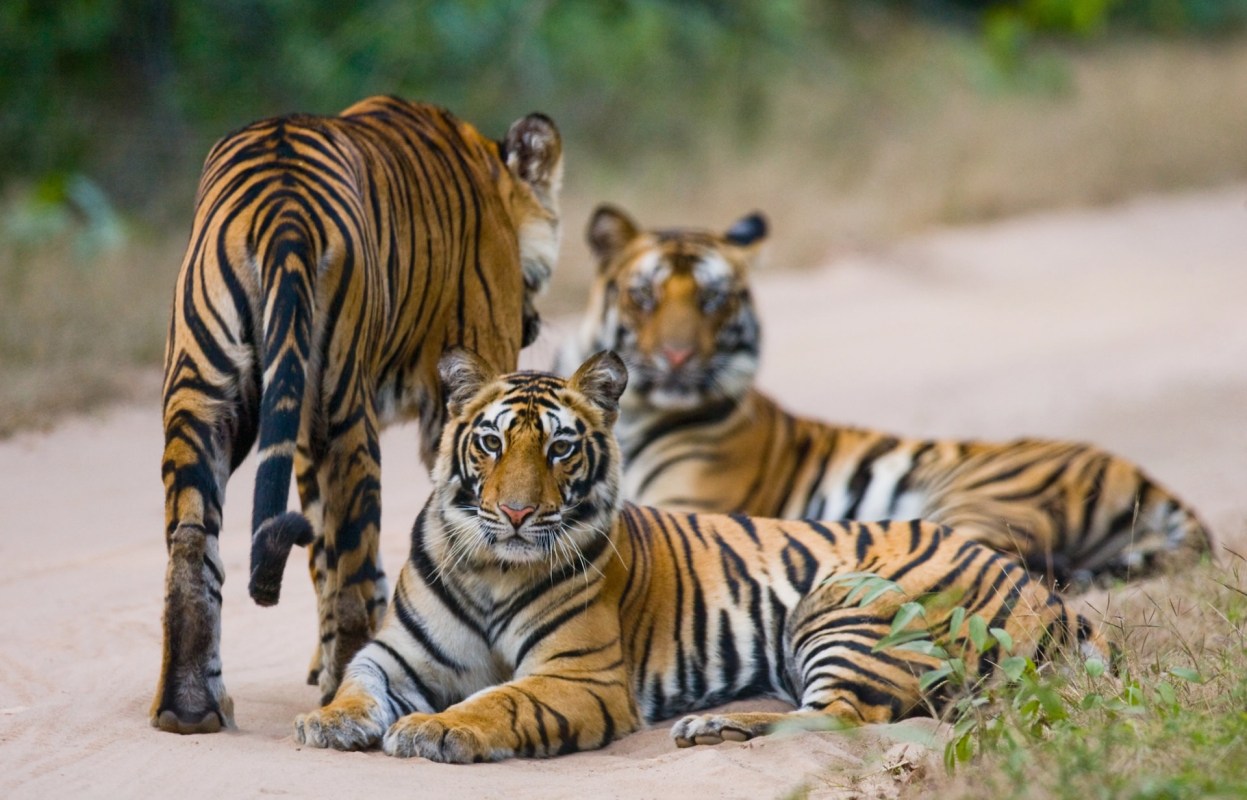 Yet, wildlife experts and ecologists are cautious to celebrate the findings prematurely.
