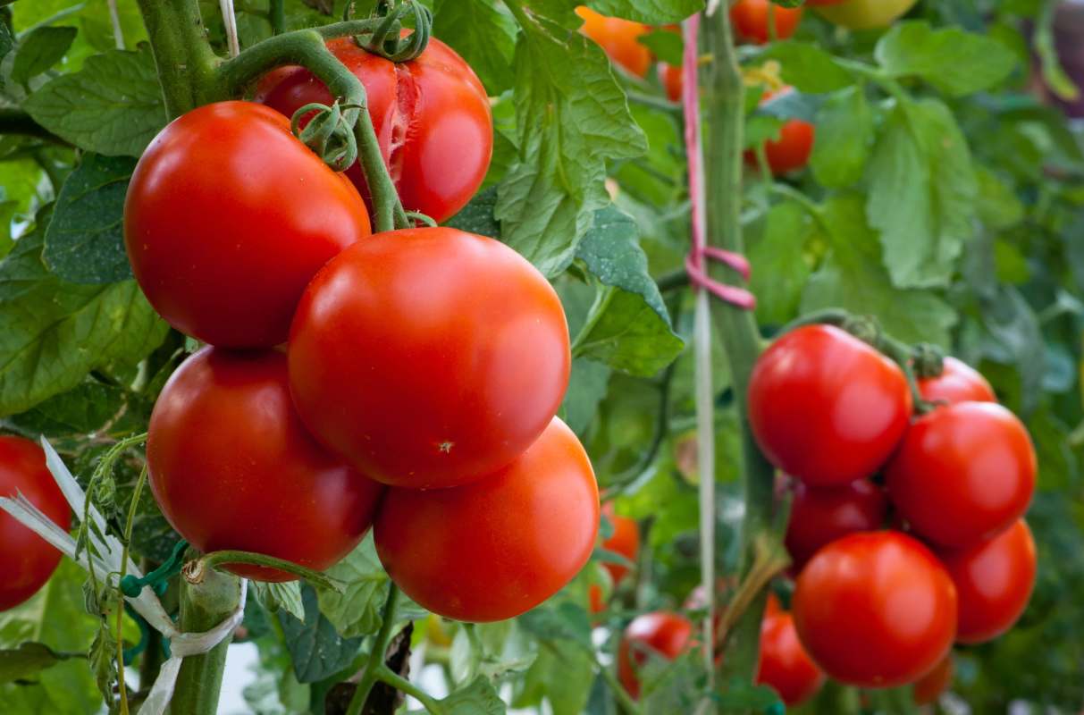 Their novel method involves innovative tech including hyperspectral imaging, machine learning, and artificial intelligence.