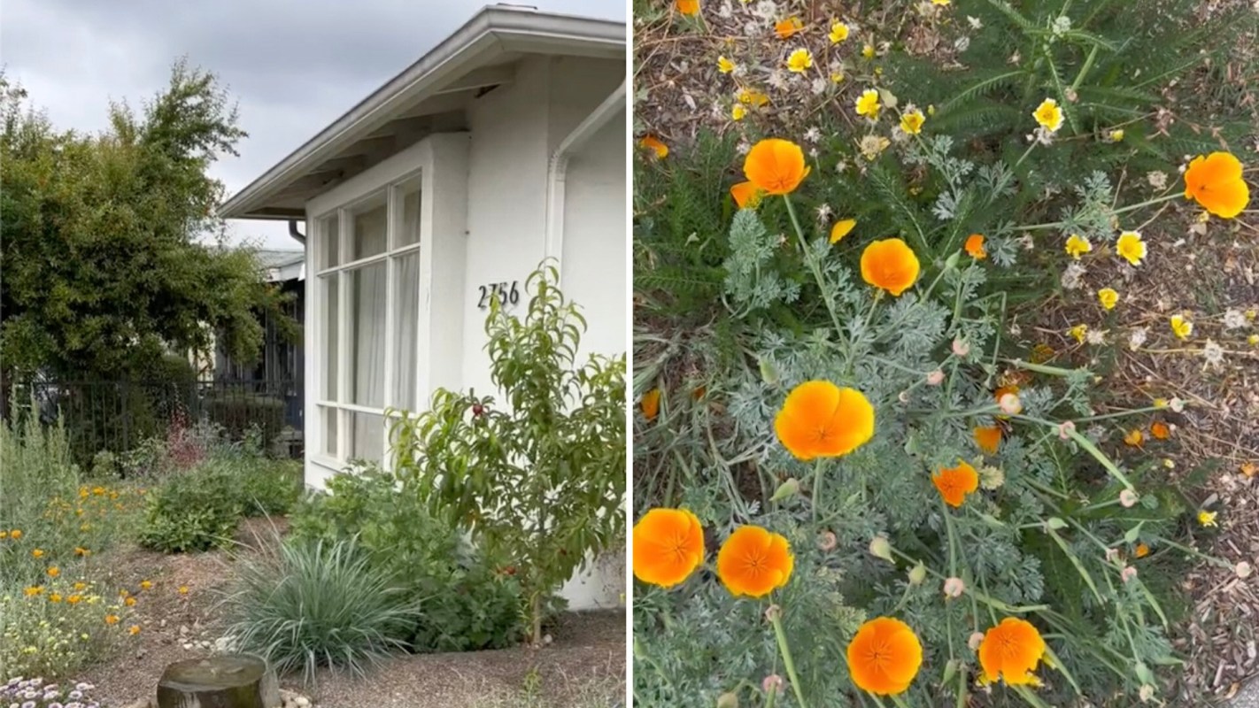 In addition to reducing your gardening bills, planting native flowers, shrubs, and trees helps to improve the air quality and reduce pollution.