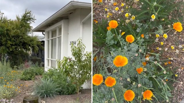 In addition to reducing your gardening bills, planting native flowers, shrubs, and trees helps to improve the air quality and reduce pollution.