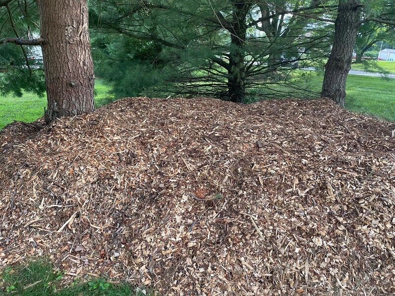 "That will kill those trees in a matter of months. Get rid of it."
