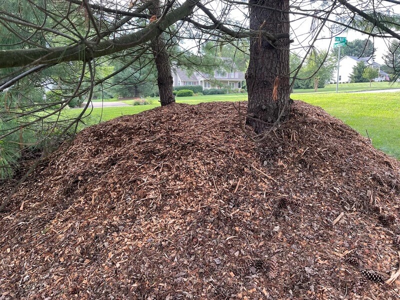 "That will kill those trees in a matter of months. Get rid of it."