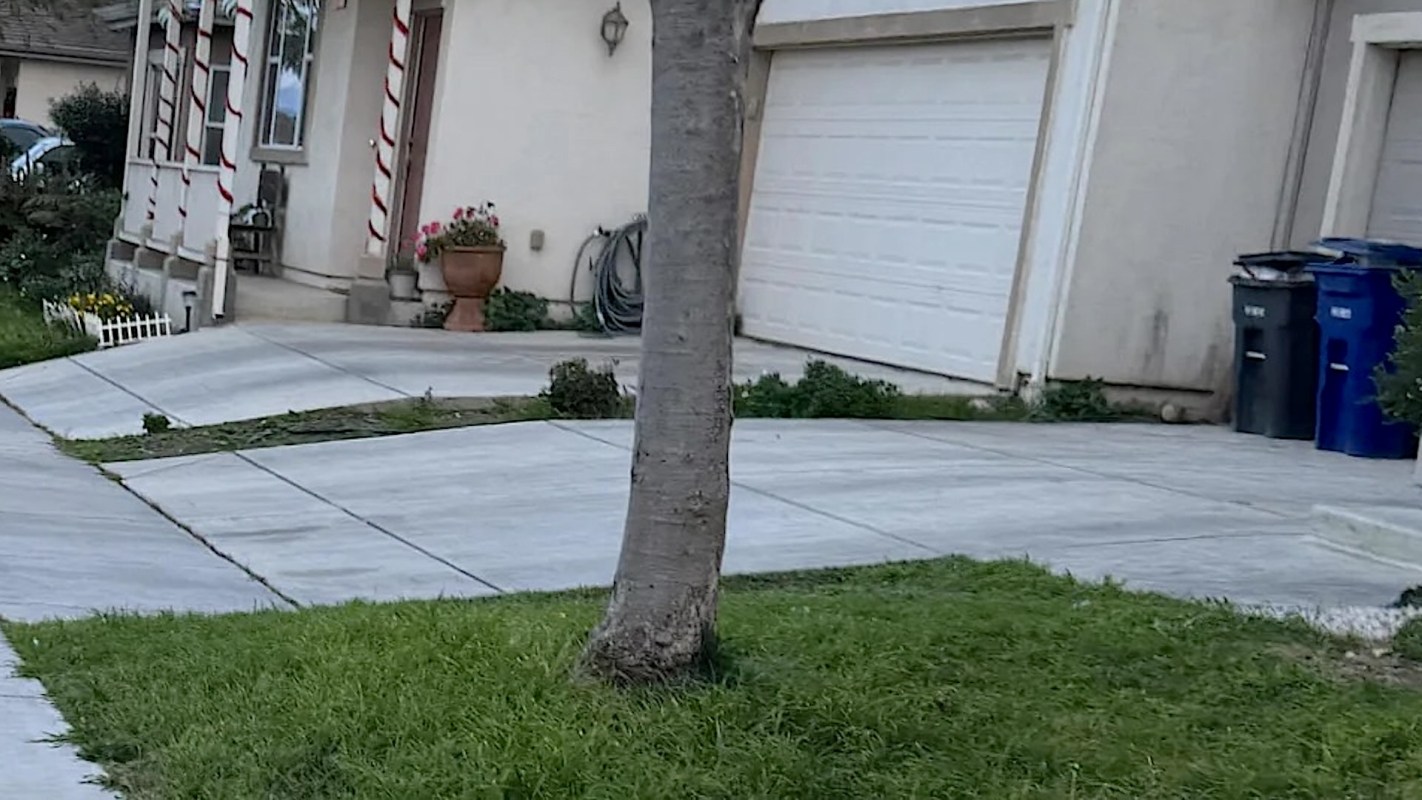 “This is the worst thing you can do to a tree."
