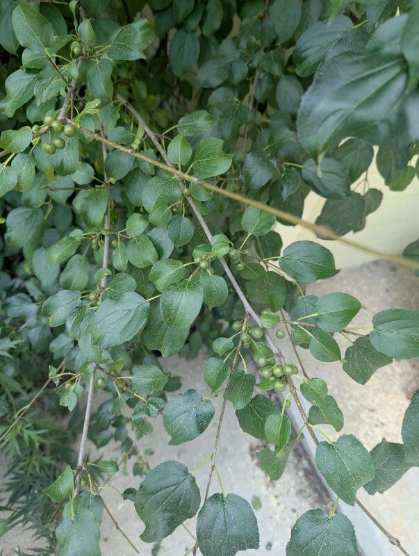 It can be difficult to tell if a plant needs to be removed or if it is adding to the ecosystem in your yard.