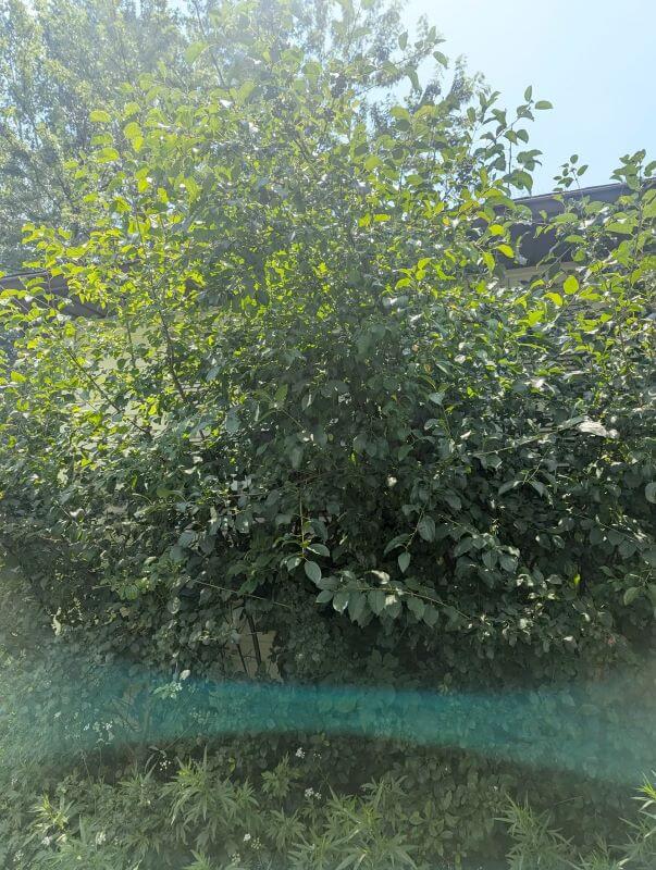 It can be difficult to tell if a plant needs to be removed or if it is adding to the ecosystem in your yard.