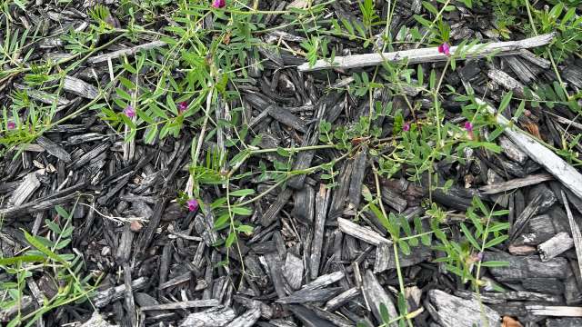 "Are these weeds disguised as a pea plant?"