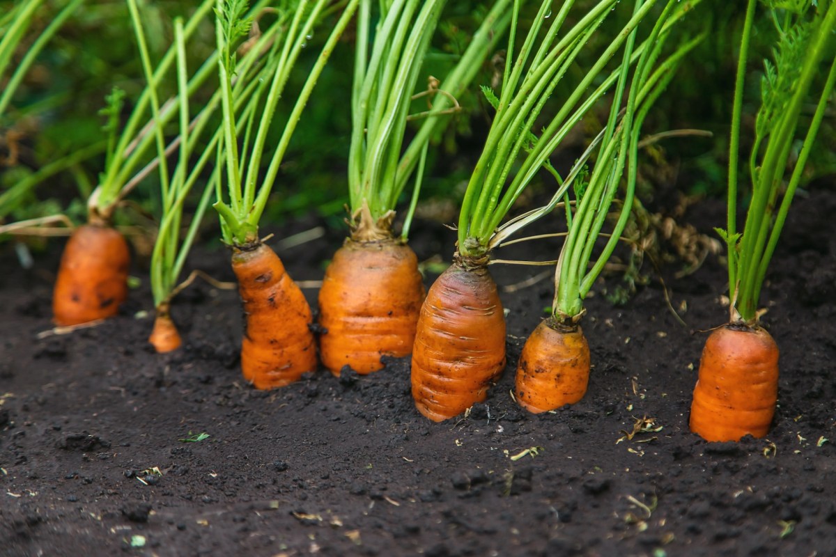 "We were spending twice as much time to harvest half as many vegetables."