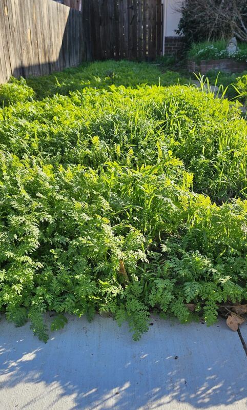 They shared a photo of an overgrown and weed-ridden space.