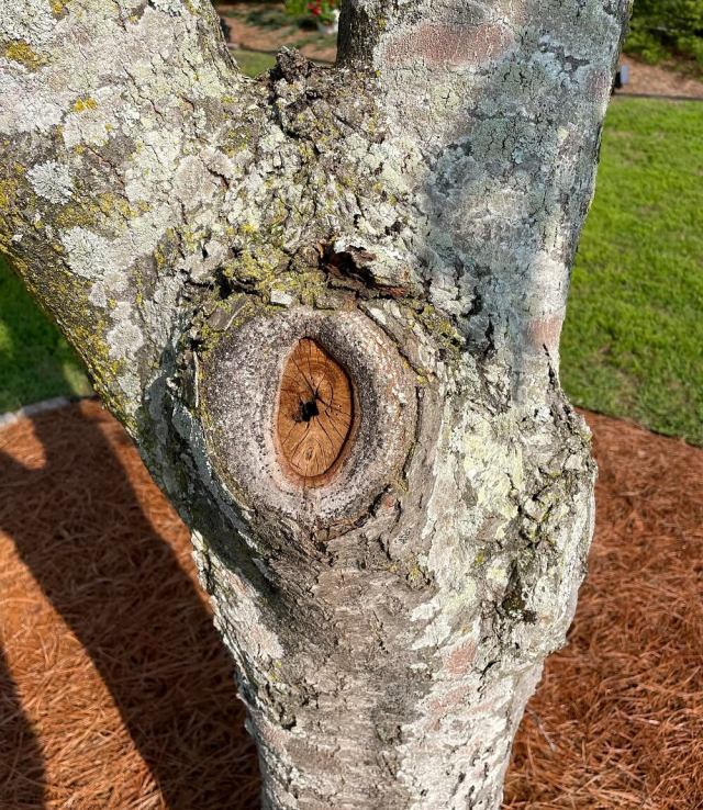 Luckily, correcting the issue early enough can prevent any serious harm from being afflicted on the tree.